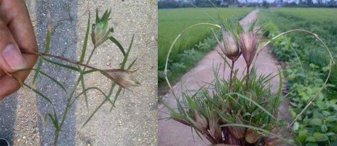 Chuẩn bị trước khi chơi 0