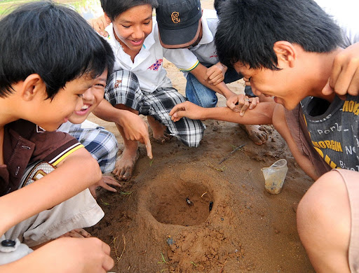 Cách chơi Chọi dế (đá dế, đấu dế) 0